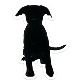 Black Bap puppy stuffed toy.